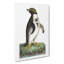 Crested Penguin by George Shaw - Wrapped Canvas-55304496