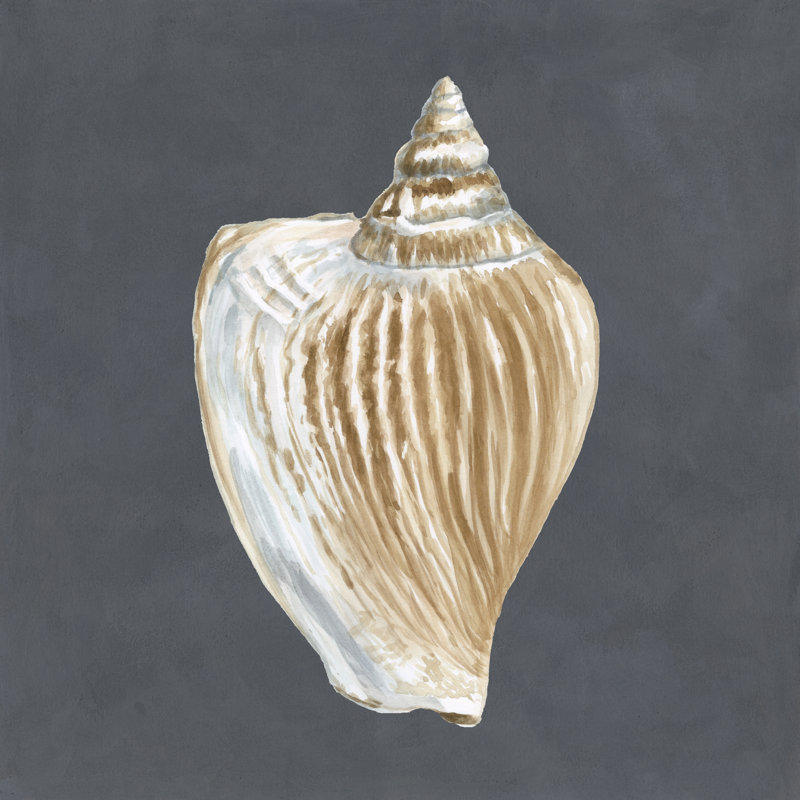 Shell On Slate VI by Megan Meagher - Wrapped Canvas Painting, 30cm H x 30cm W