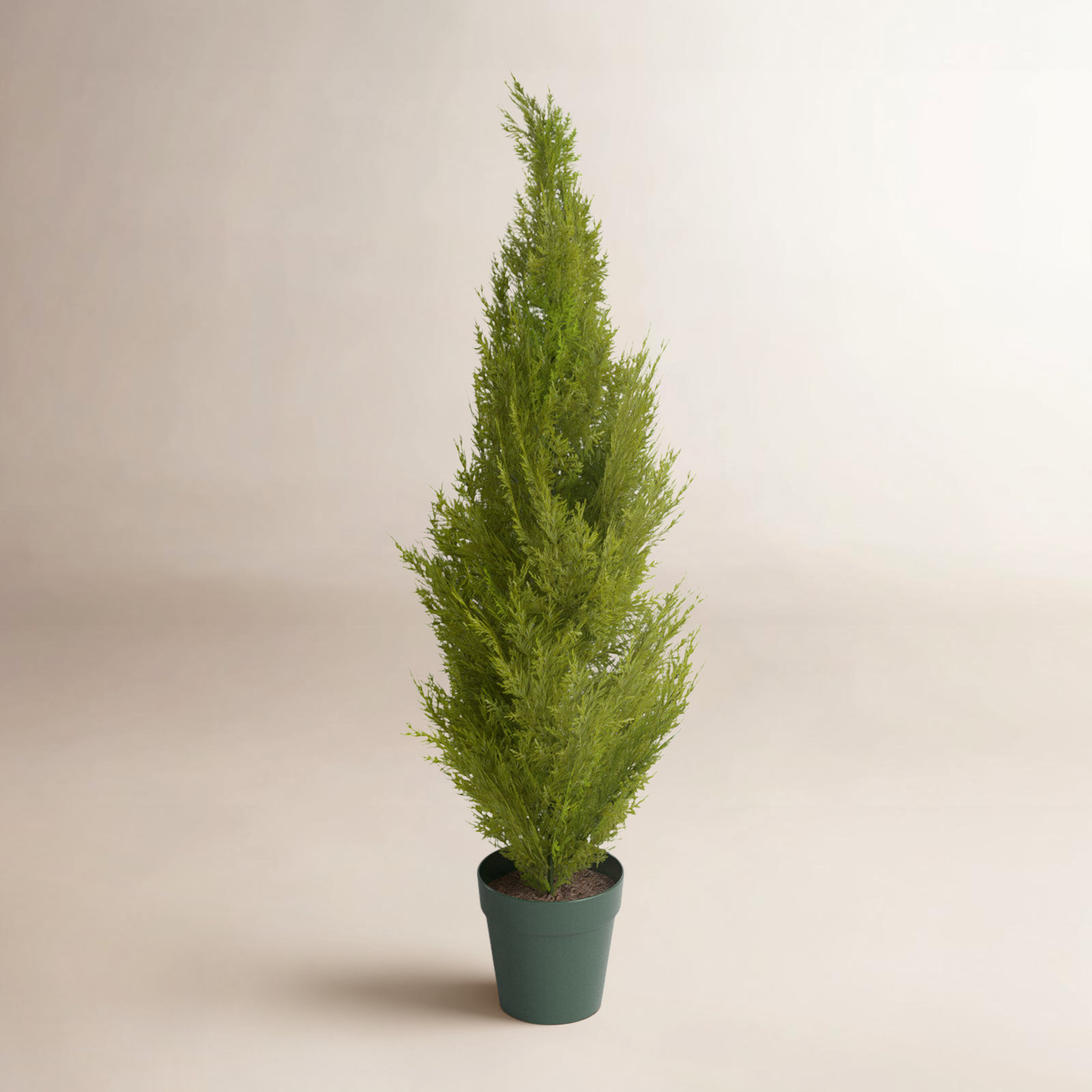 Cedar Topiary in Pot, 48" H x 11" W x 11" D