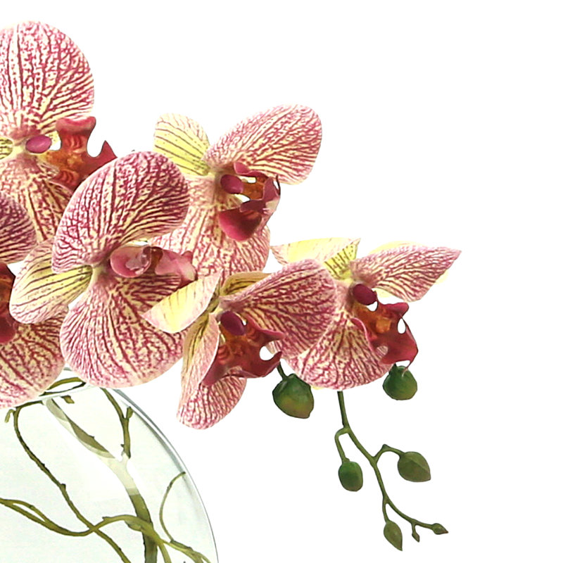 Fuchsia Orchid with Vine in Water
