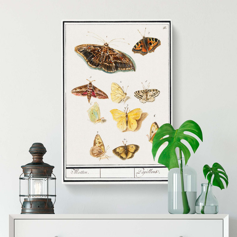 Butterflies & Moths by A.B. De Boodt - Wrapped Canvas, 50cm H x 35cm W x 3cm D