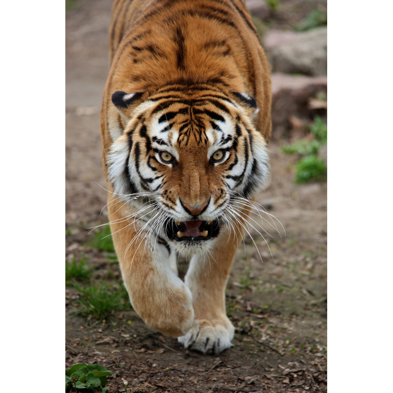 «Angry Tiger Is Coming» par Mason01