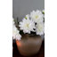 Dahlia 20 po mauve-539417853