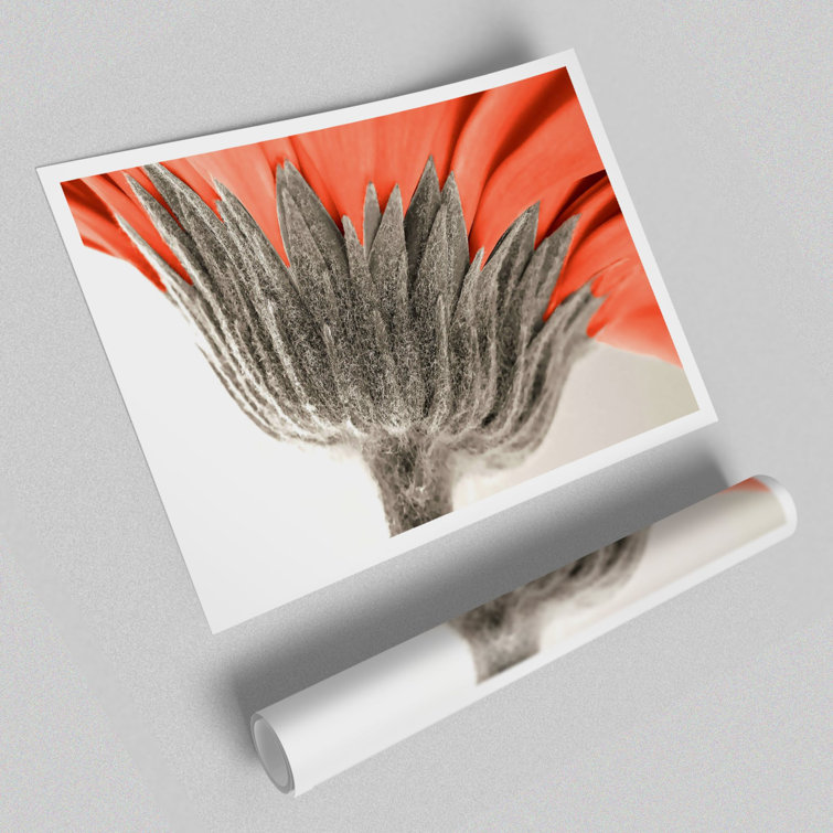 Underside View Of A Daisy Flowers - No Frame Print
