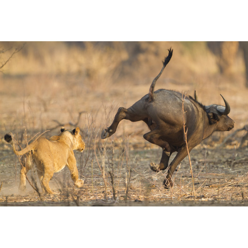 Lioness And Buffalo - Wrapped Canvas Print, 30cm H x 46cm W x 3.8cm D