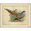 Pheasant Collection 1 Print
