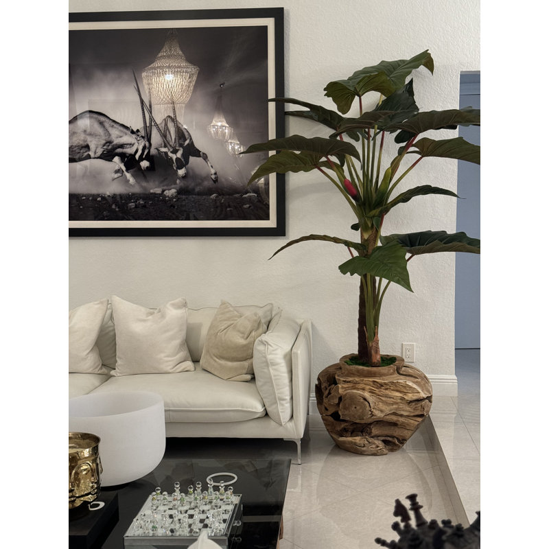 Oversized Teak Bowl With Alocacia Plant
