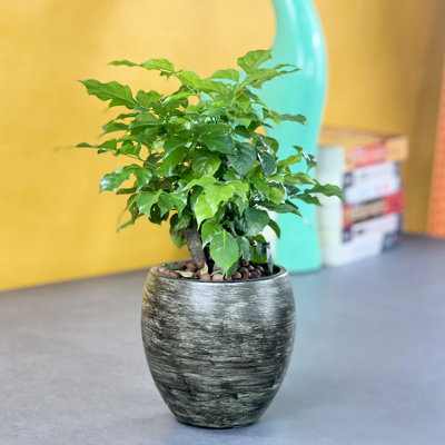 Smart Self-Watering Round Planter Pot For Indoor And Outdoor