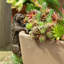 Gertz Animals UV Resistant Stone Garden Statue