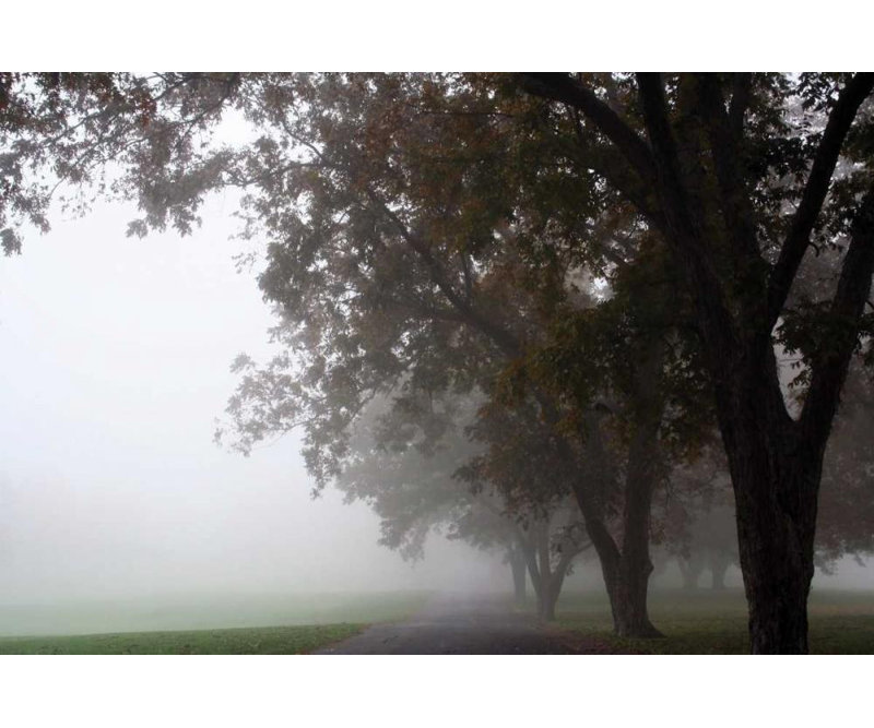 Art sur toile tendue Red Barrel Studio® Putman, Tammy Gallery: Foggy Trees III, H 17 po x l 24 po