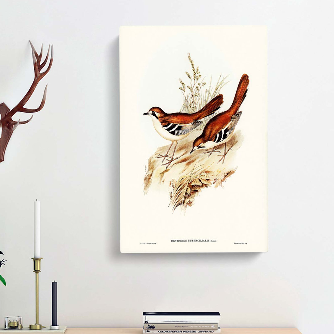 Eastern Scrub-Robin Birds by Elizabeth Gould - Wrapped Canvas