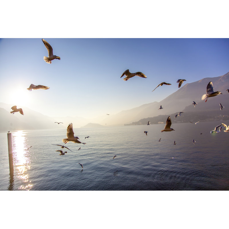 Costanzo Birds Flying High - Wrapped Canvas Print, 51cm H x 76cm W x 3.8cm D