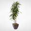 Real Touch Faux Dracaena Tree in Metal Planter