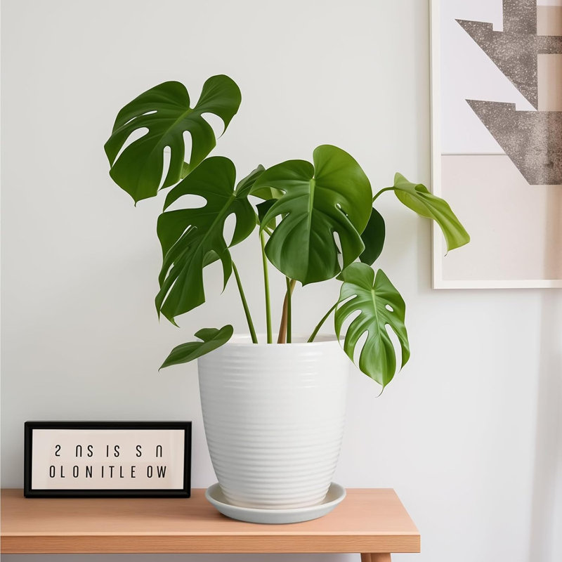 8 Inch Matte White Ceramic Planter Pot