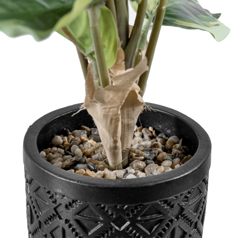 money tree lynnwood Money Tree