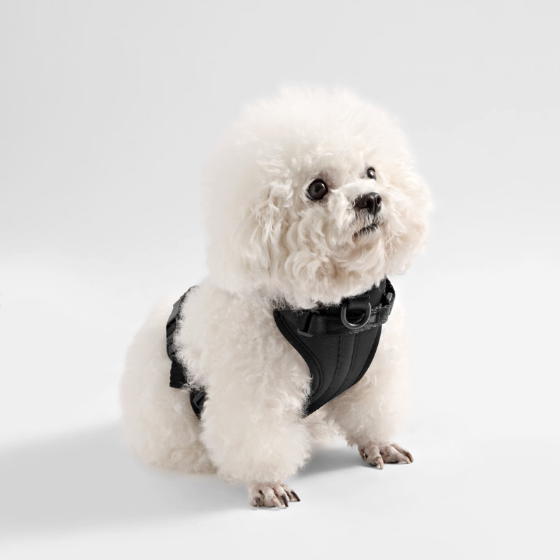 Harnais pour animal de compagnie Arlo, Noir