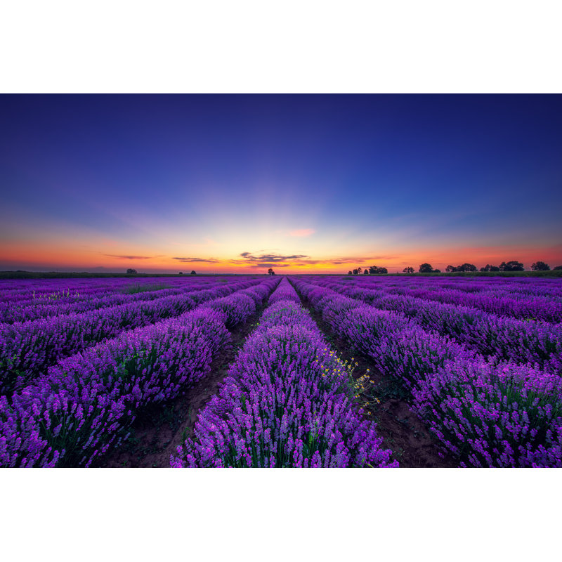 Valio84sl - Wrapped Canvas Print, 30cm H x 46cm W x 3.8cm D