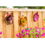 Jeu de jardin fleur Dexter