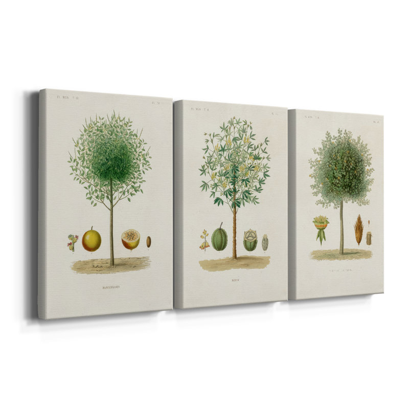 Arbre antique avec fruit VII - Toile tendue avec châssis sur mesure - 3 pièces, H 36 po x l 72 po