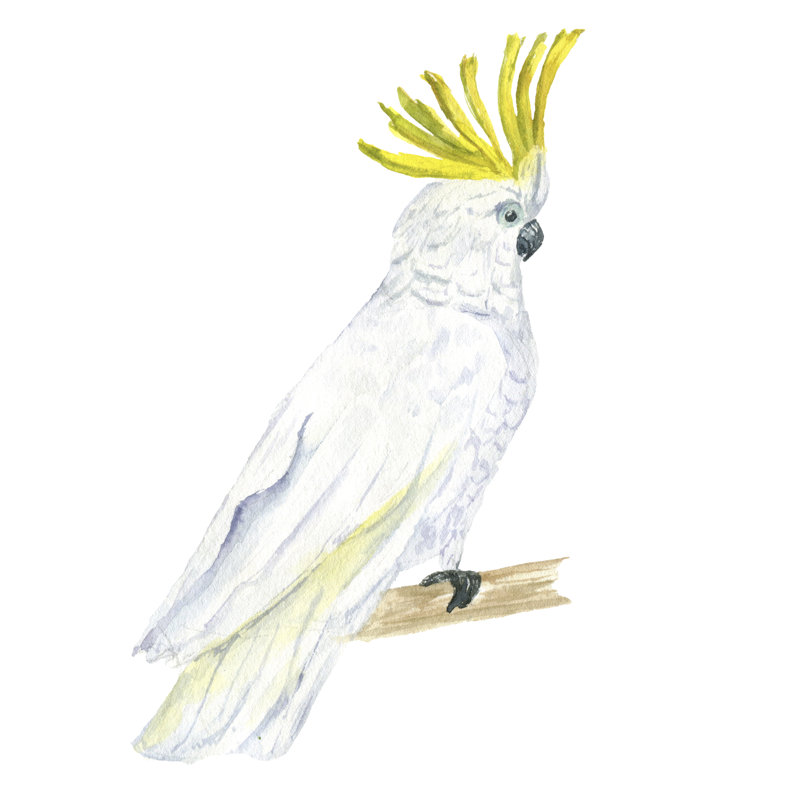 Painting Of Parrot by Unkown - Wrapped Canvas Print, 122cm H x 122cm W