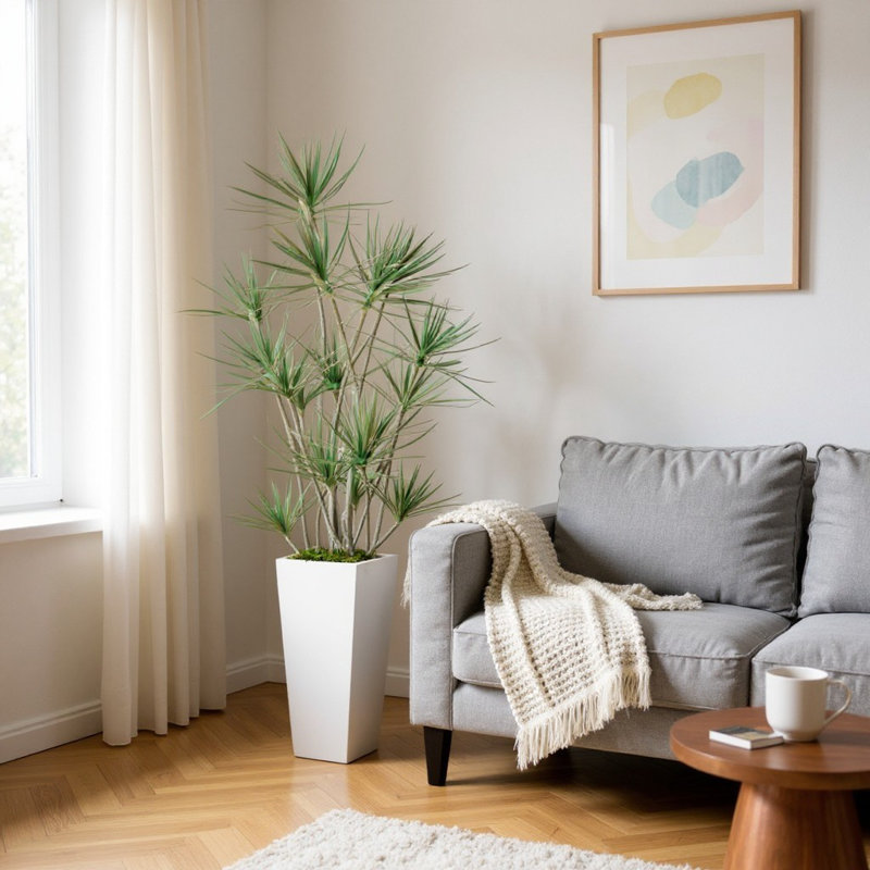 Arbre Dracaena en pot de fibres