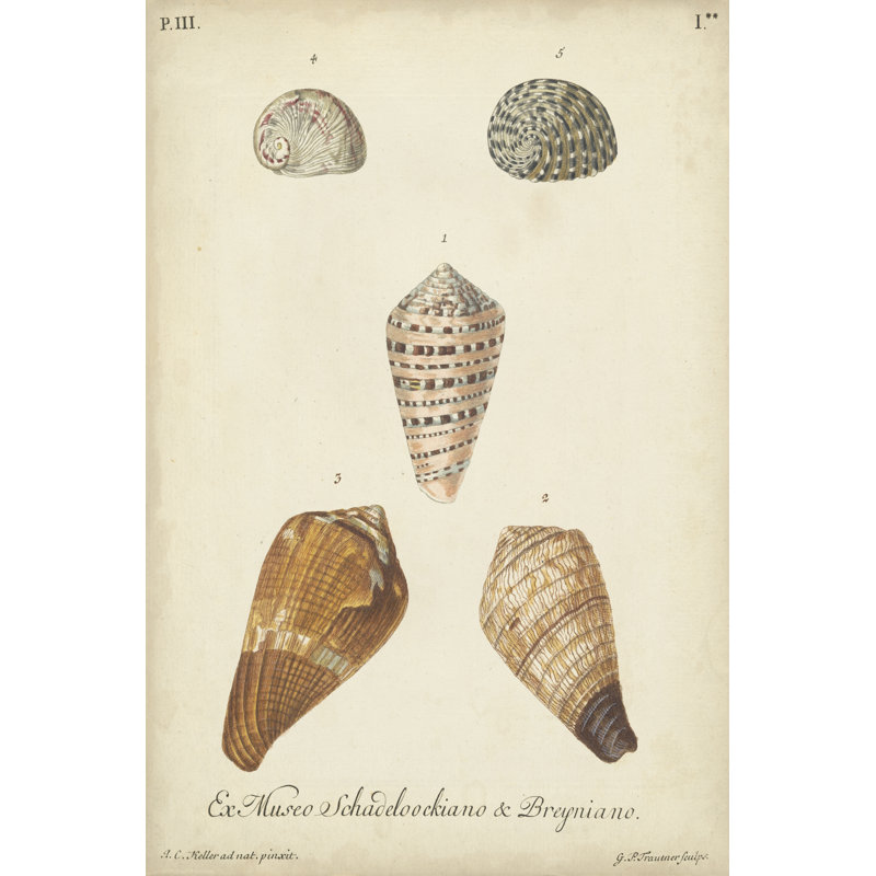Antique Knorr Shells I by Knorr - Wrapped Canvas Print, 46cm H x 30cm W x 3.8cm D