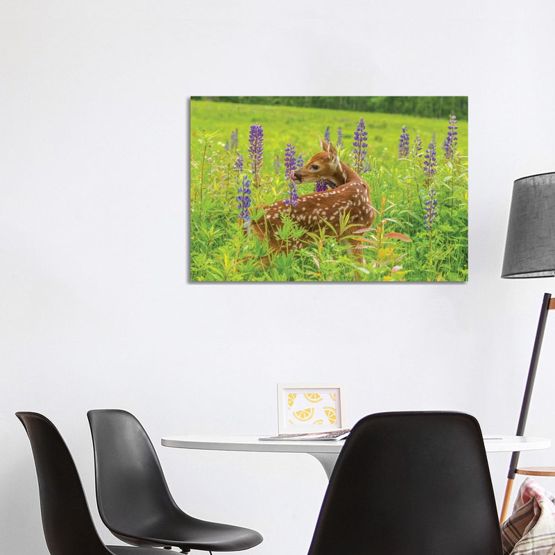 USA, Minnesota, Pine County. Captive Fawn. by Jaynes Gallery - Wrapped Canvas Gallery-Wrapped Canvas Giclée