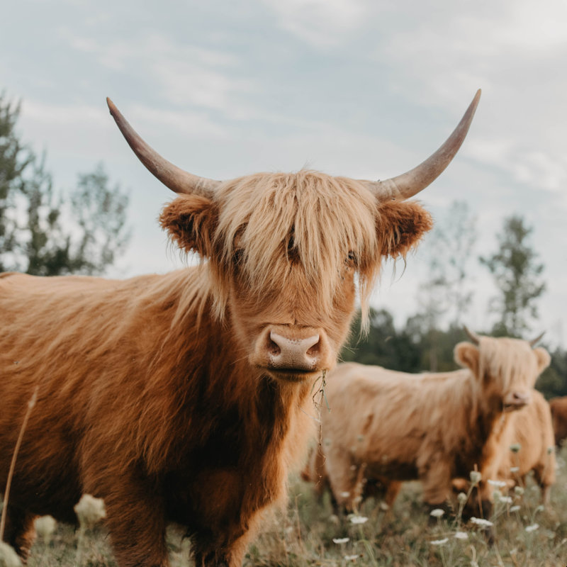 The Furry Highland Cow - Photographie sur toile tendue, H 30 po x l 30 po, Cadre flottant noyer, Non