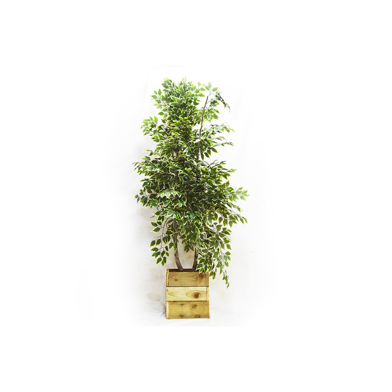 250cm Faux Birch Tree in Wood Planter