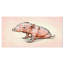 « sourire porc », impression-34272975-29491322