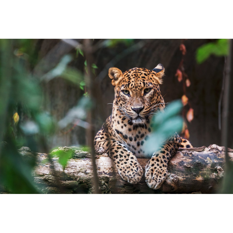 Ceylon Leopard Lying On A Wooden Log by Msan10 - Wrapped Canvas Print, 30.48cm H x 45.72cm W