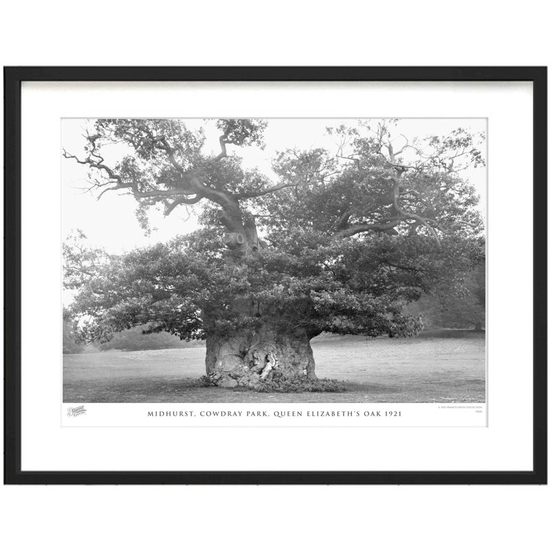 Midhurst, Cowdray Park, Queen Elizabeth's Oak 1921 by Francis Frith - Single Picture Frame Print, 60cm H x 80cm W x 2.3cm D