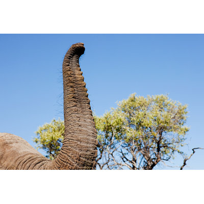 Mairs " Female African Elephant Trunk " by Image Source