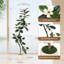 183cm Plant