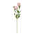 Rose sélectionné