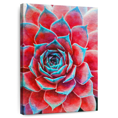 Harnek Crimson Succulents