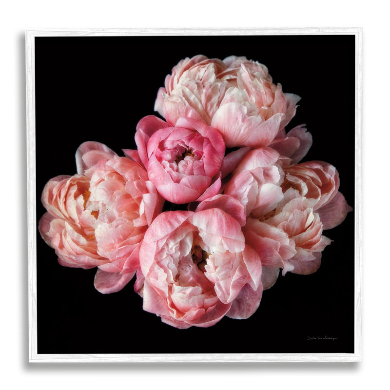 Bb-157-pivoines sur fond noir encadrées sur bois par Debra Van Swearingen, H 17 po x l 17 po x P 1,5 po