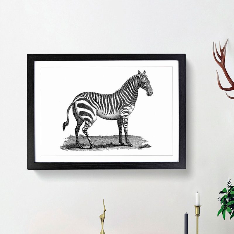Zebra in Black & White by George Shaw - Picture Frame Drawing Print on MDF, 27cm H x 36cm W x 2cm D, Black Framed