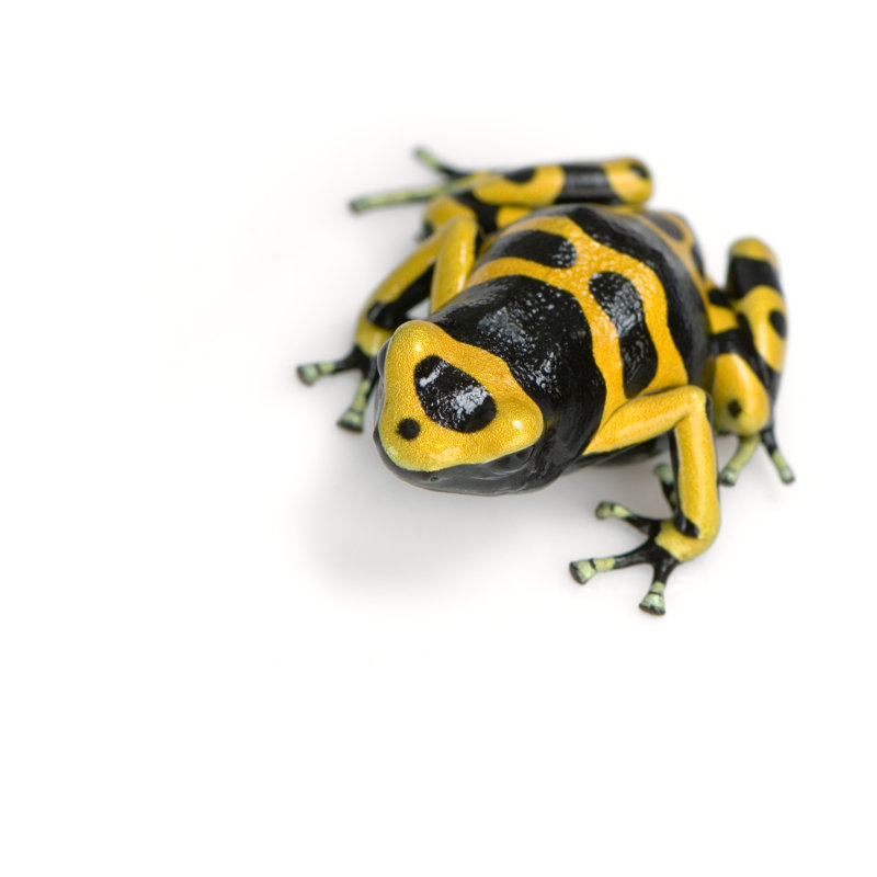Poison Dart Frog by GlobalP - Wrapped Canvas Print, 30cm H x 30cm W