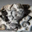 Véritable grappe d'ammonite fossilisée naturelle (2 lb)