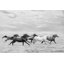 «Horse Run I» par PHBurchett - reproduction d'art sur toile tendue