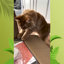 Arbre à chat 43 "Timms
