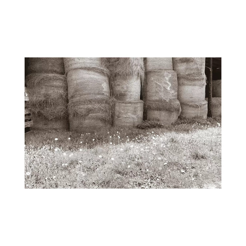 Sepia Farm Study V by Alicia Ludwig - Wrapped Canvas Print, 20.32cm H x 30.48cm W x 1.91cm D