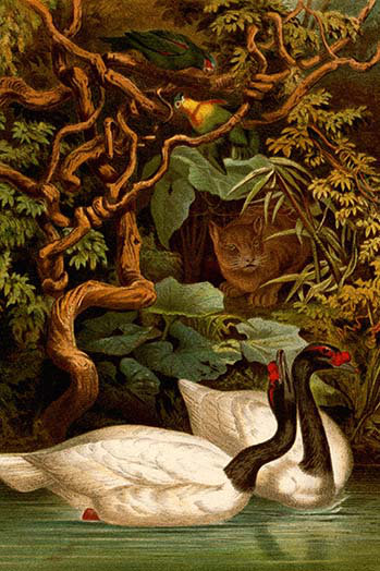 « black swans » par f.w. kuhnert, reproduction d’art
