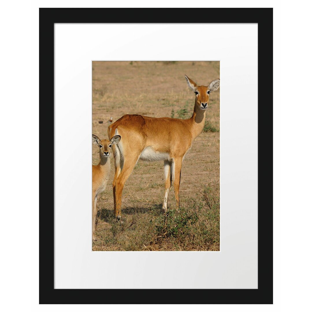 Gerahmtes Poster Indische Gazelle mit Jungtier