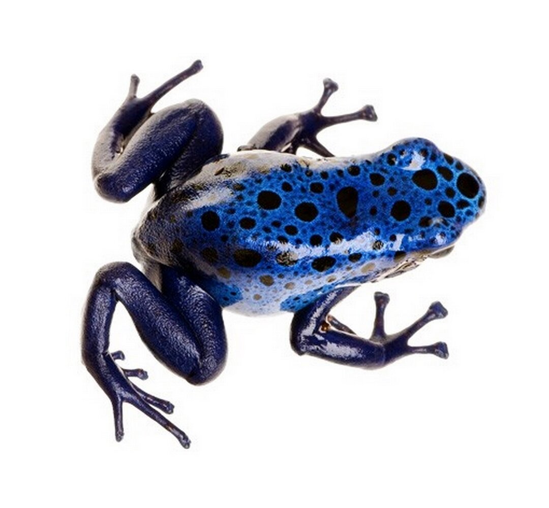 Wandtattoo Blue Frog 2