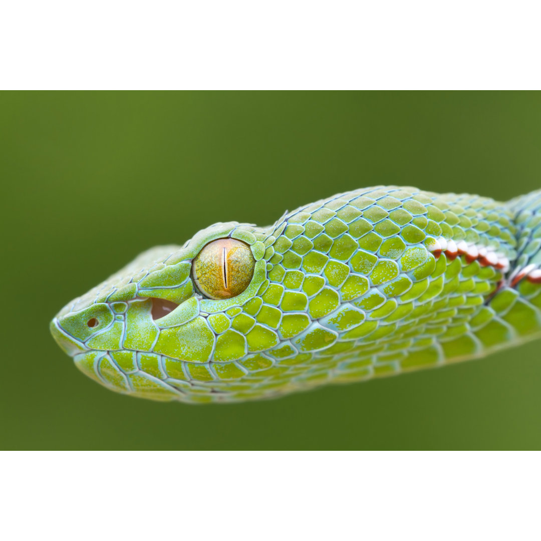 Closeup Of Pit Vipers von Mark Kostich - Kunstdrucke auf Leinwand