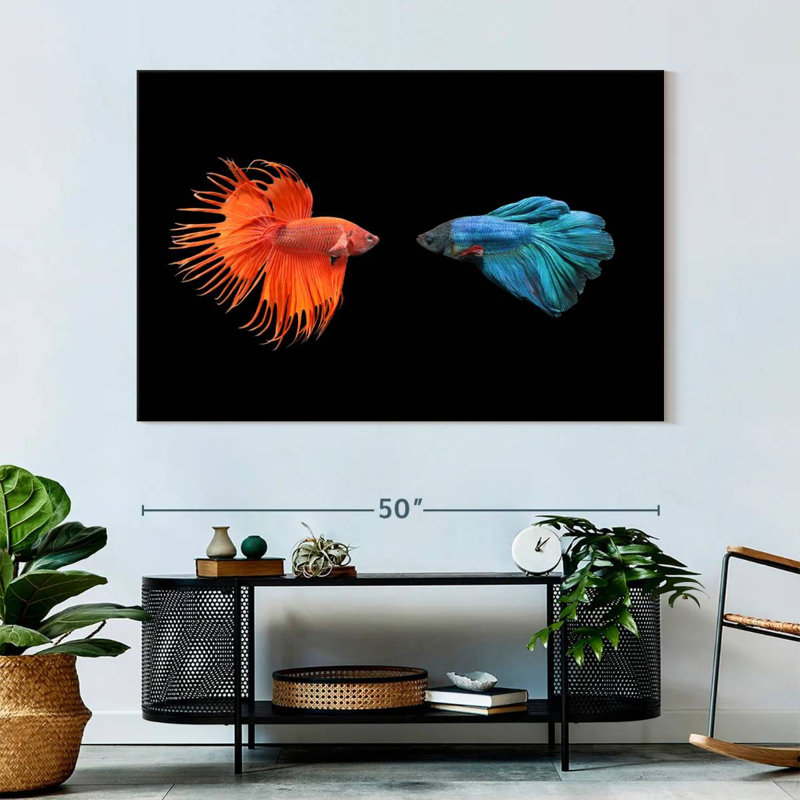 Brampt Betta Fish Meet, 34" H x 51" W