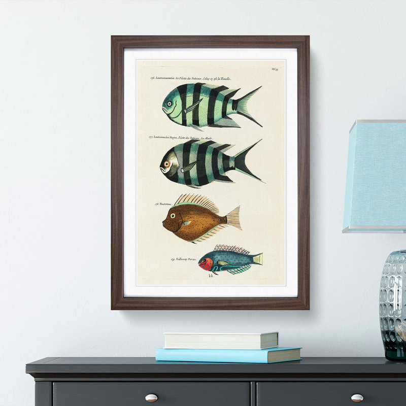 East Indies Fish Illustrations Fol. 33 by Louis Renard - Picture Frame Painting Print, 48cm H x 36cm W x 2cm D, Walnut Framed