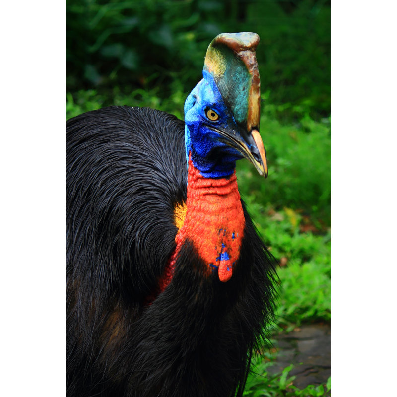 Cassowary - Wrapped Canvas Print, 76cm H x 51cm W